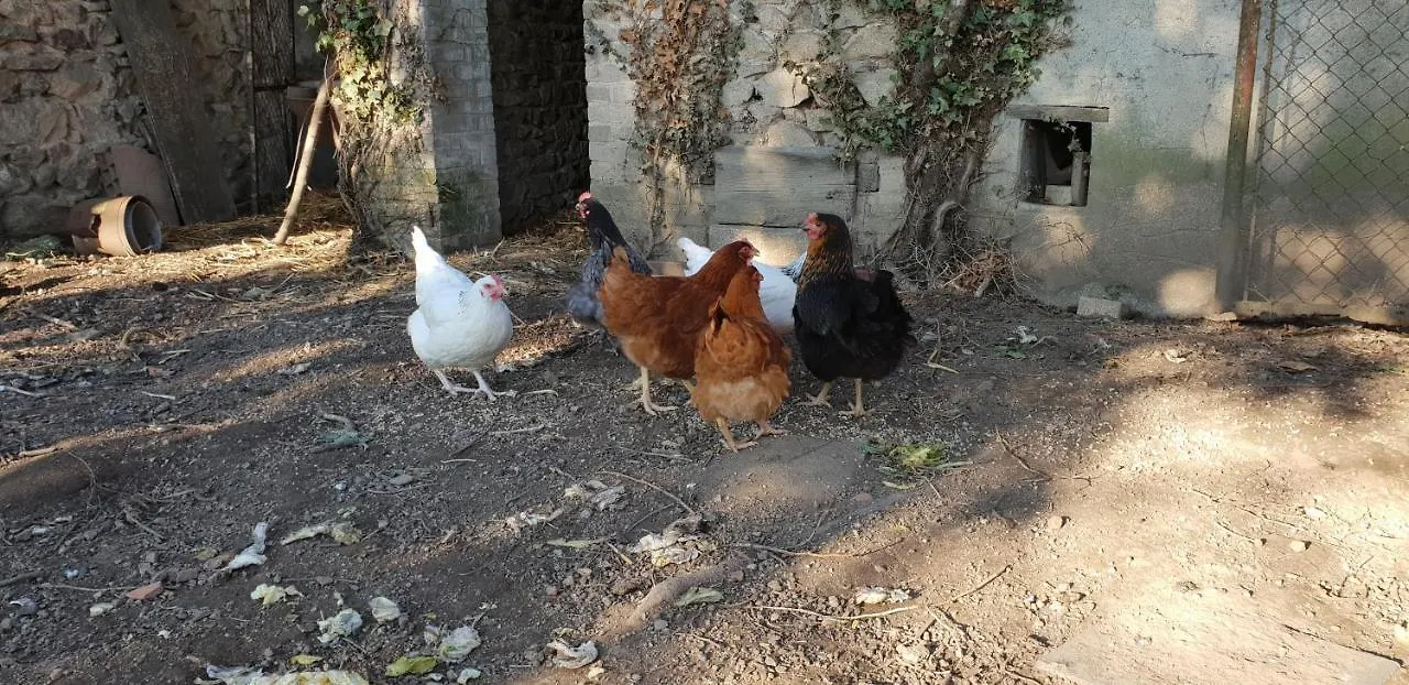 Gite Du Colombier - Au Coeur Du Cru Morgon Villie-Morgon